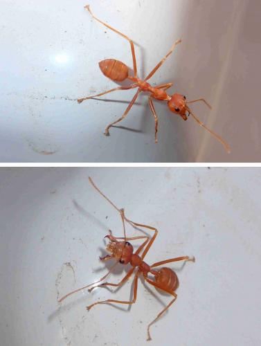 Réf. 221 656 : Oecophylla smaragdina